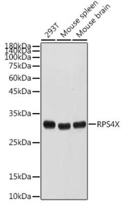 Western Blot: RPS4X AntibodyBSA Free [NBP2-94118]